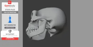 Ardipithecus Skull