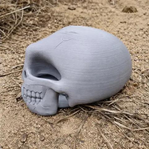 Ardipithecus Skull