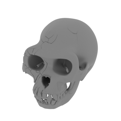 Ardipithecus Skull.stl