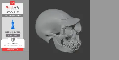Ardipithecus Skull
