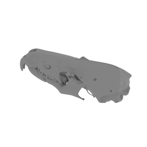Armored Shrew Skull.stl