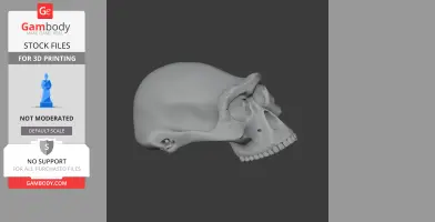 Australopithecus Skull