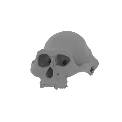 Australopithecus Skull.stl