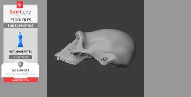 Australopithecus Skull