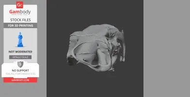Barbourofelis Skull