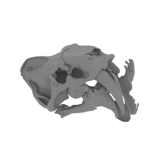 Barbourofelis Skull.stl