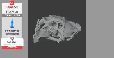 Barbourofelis Skull
