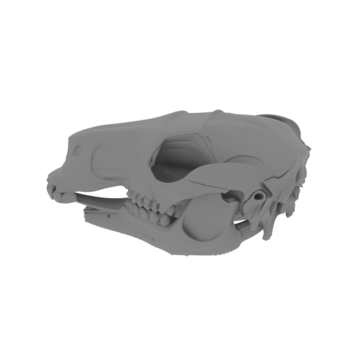 Black Wallaroo Skull.stl
