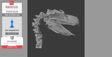 3D model of a Brontornis burmeisteri skull with a vertebral column, ready for 3D printing.