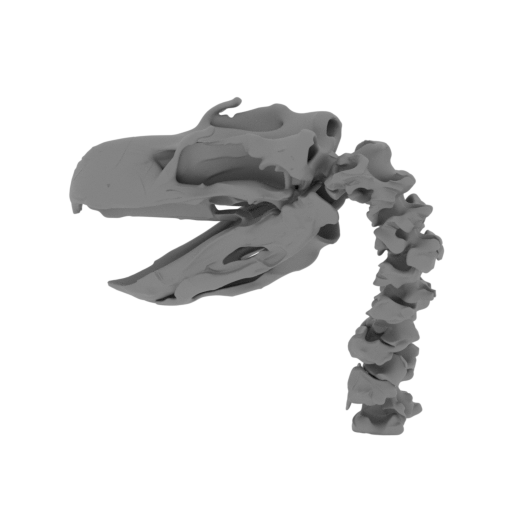 Brontornis burmeisteri Skull.stl
