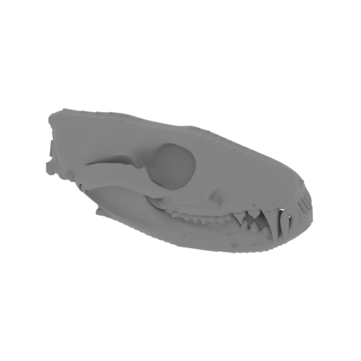 Bronze Quoll Skull.stl
