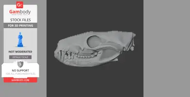 3D model of a quoll skull for printing, showing detailed teeth and bone structure on a dark background.