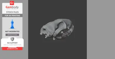 3D model of a quoll skull in bronze color, suitable for 3D printing.