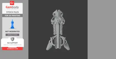 3D model of a brownbanded bamboo shark skull, viewed from above, showing detailed bone structure.