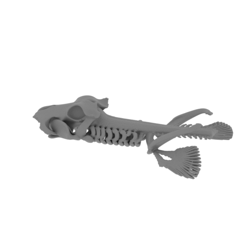 Brownbanded Bamboo Shark Skull.stl
