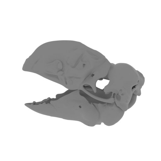 Bullockornis planei Skull.stl