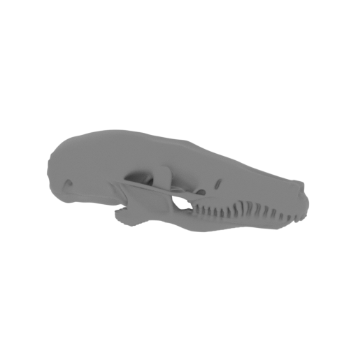 Cape Golden Mole Skull.stl