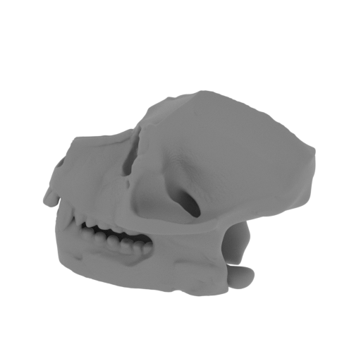 Aegyptopithecus Skull.stl