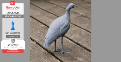 Megapode Bird