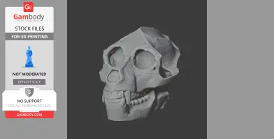 Aegyptopithecus Skull - Skull Replica STL