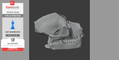 Aegyptopithecus Skull - Skull Replica STL