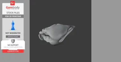 3D model of an Aepyornis maximus skull for printing, displayed on a gray background.