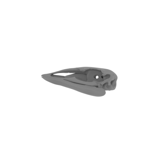 Aepyornis maximus Skull.stl