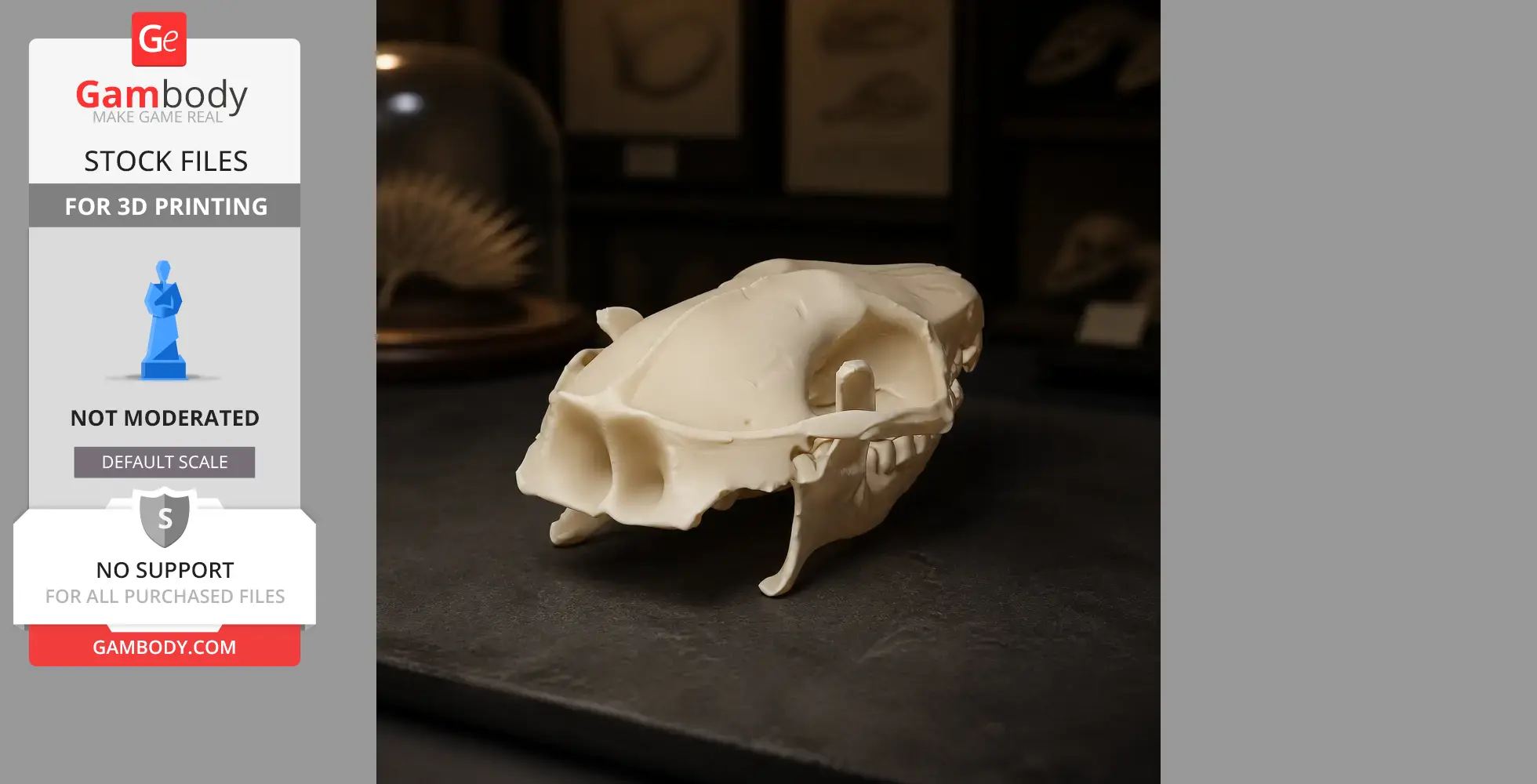 A 3D-printed African Pygmy Hedgehog skull replica displayed on a black surface.
