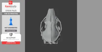 3D model of an African pygmy hedgehog skull viewed from above, suitable for 3D printing.