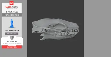 3D model of an African pygmy hedgehog skull, side view, for printing.