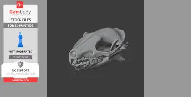 3D model of an African Pygmy Hedgehog skull, showing detailed bone structure for printing.