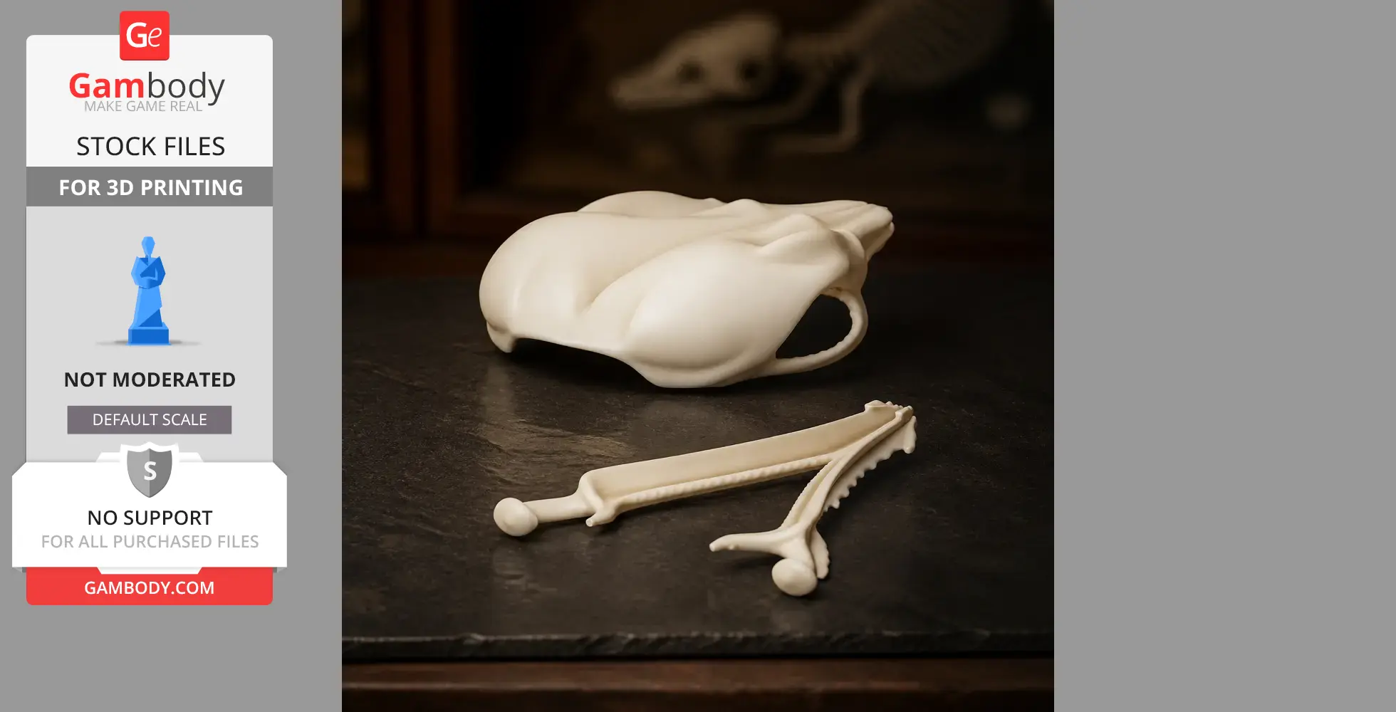 Agile Antechinus Skull - Skull Replica STL