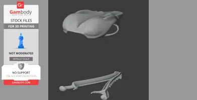 Agile Antechinus Skull - Skull Replica STL