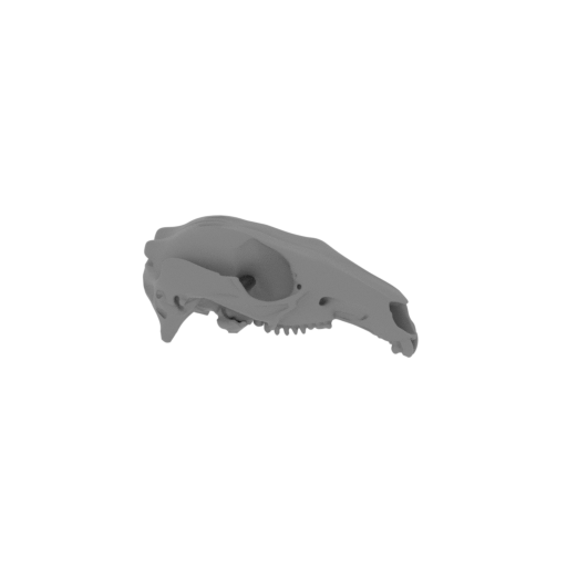 Agile Wallaby Skull.stl