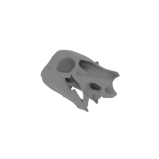 Aldabra Tortoise Skull.stl