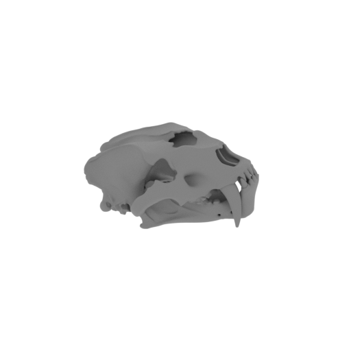 Amphimachairodus Skull.stl