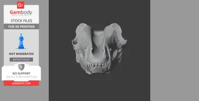3D model of an Andrewsarchus skull, showing detailed frontal view with teeth visible.