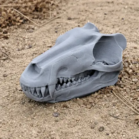 3D printed Andrewsarchus skull replica on sandy ground.