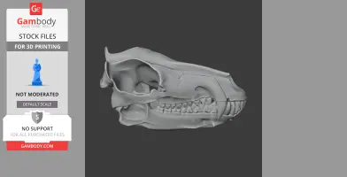 3D model of an Andrewsarchus skull, side view, showcasing detailed teeth and bone structure.