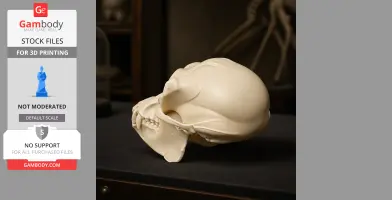 3D-printed Apidium skull replica, side view, smooth and detailed features, cream color, displayed on a surface.