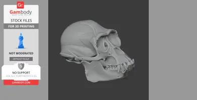 A detailed 3D model of an Apidium skull displayed on a dark background for 3D printing.