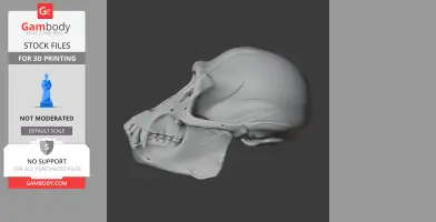 3D model of an Apidium skull replica in side view, suitable for 3D printing.