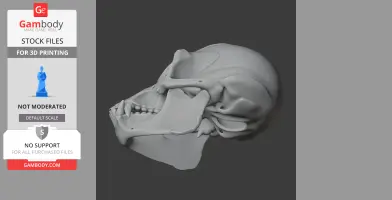 3D model of an Apidium skull, showcasing detailed bone structure, ready for 3D printing.