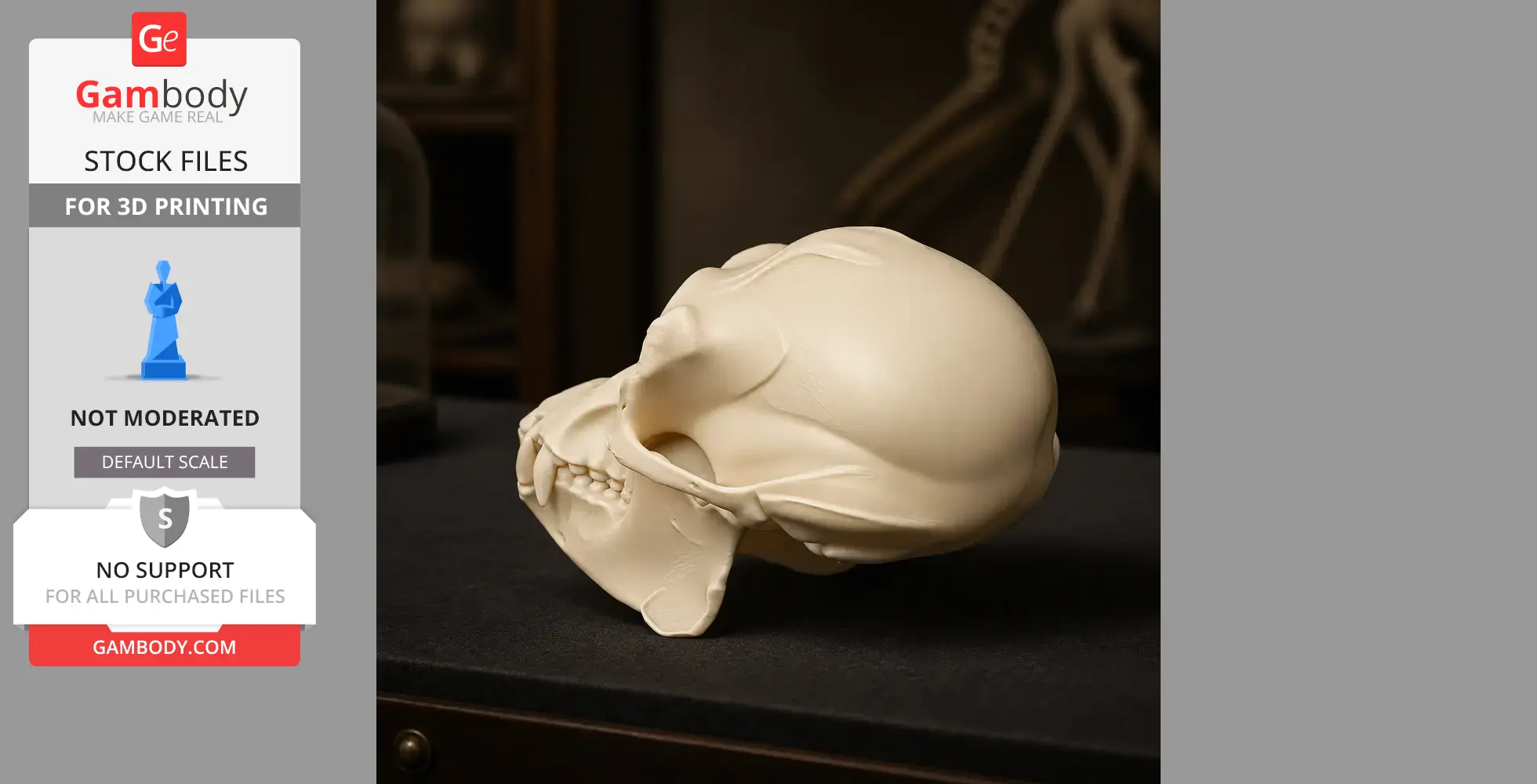 3D-printed Apidium skull replica, side view, smooth and detailed features, cream color, displayed on a surface.