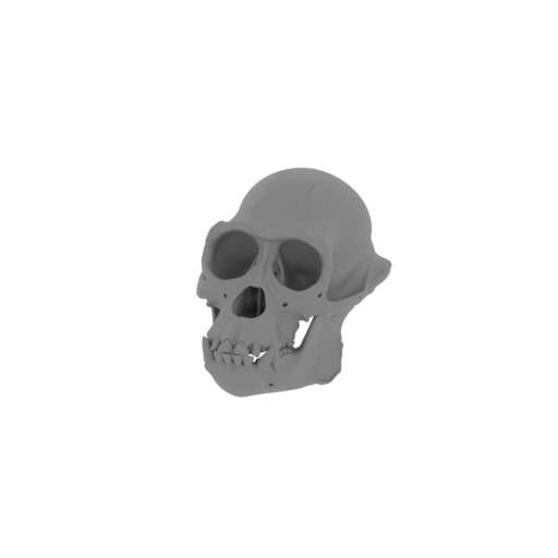 Apidium Skull.stl