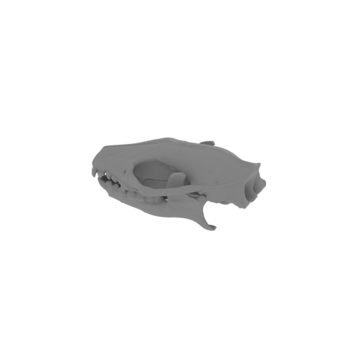 African Pygmy Hedgehog Skull.stl