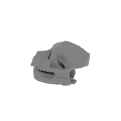 Aegyptopithecus Skull.stl