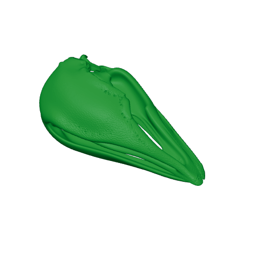 Aepyornis maximus Skull.3mf