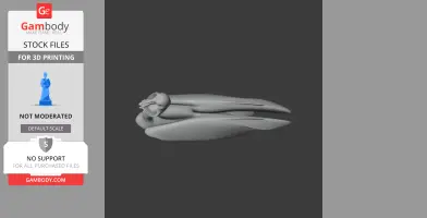 Brown Pelican - Prehistoric Animal STL
