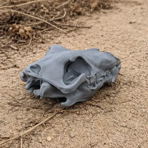 3D-printed arctic wolf skull replica resting on sandy ground with dried vegetation.